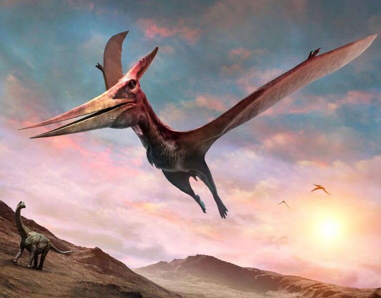 File:Pteranodon 01.jpg